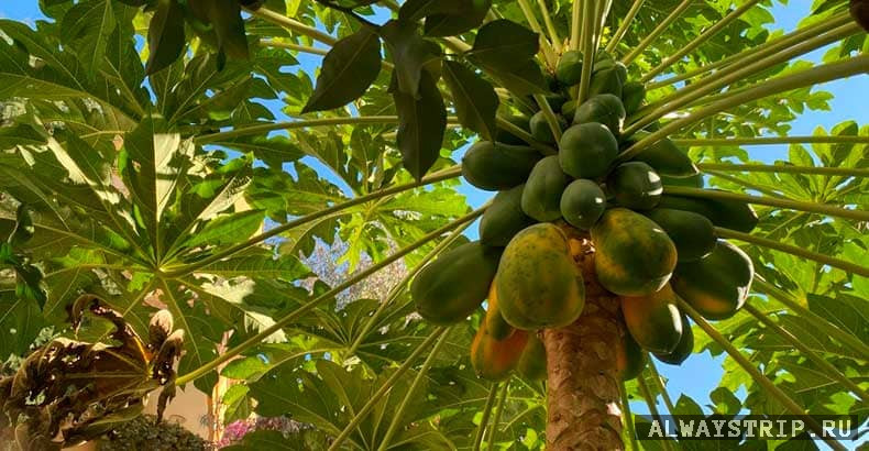 Плоды папайи на дереве