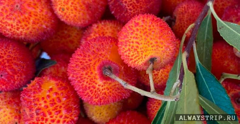 Плоды земляничного дерева